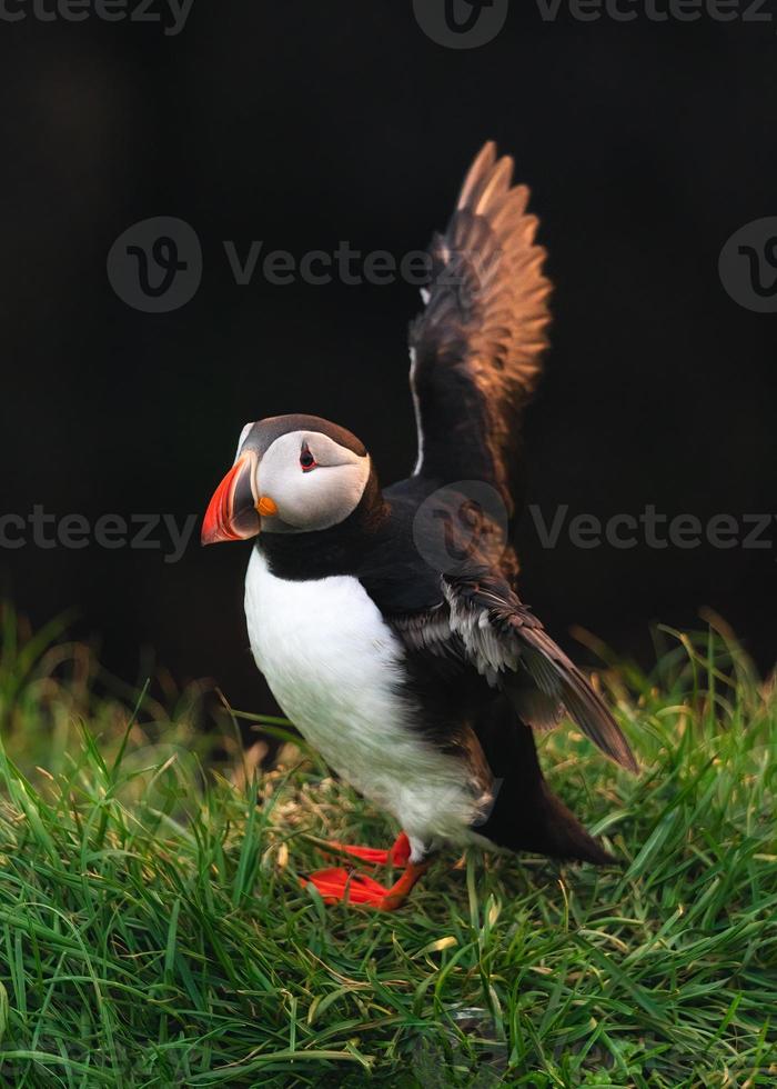 Atlantic Puffin bird standing and flapping on the grass by coastal cliff in north atlantic ocean on summer in Iceland photo