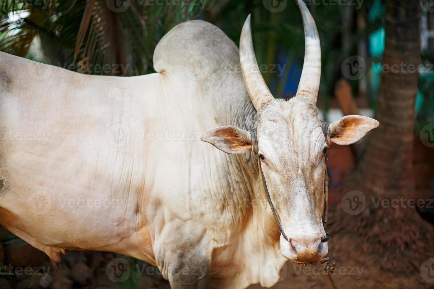 Gray beautiful sacred bull Zebu in India photo