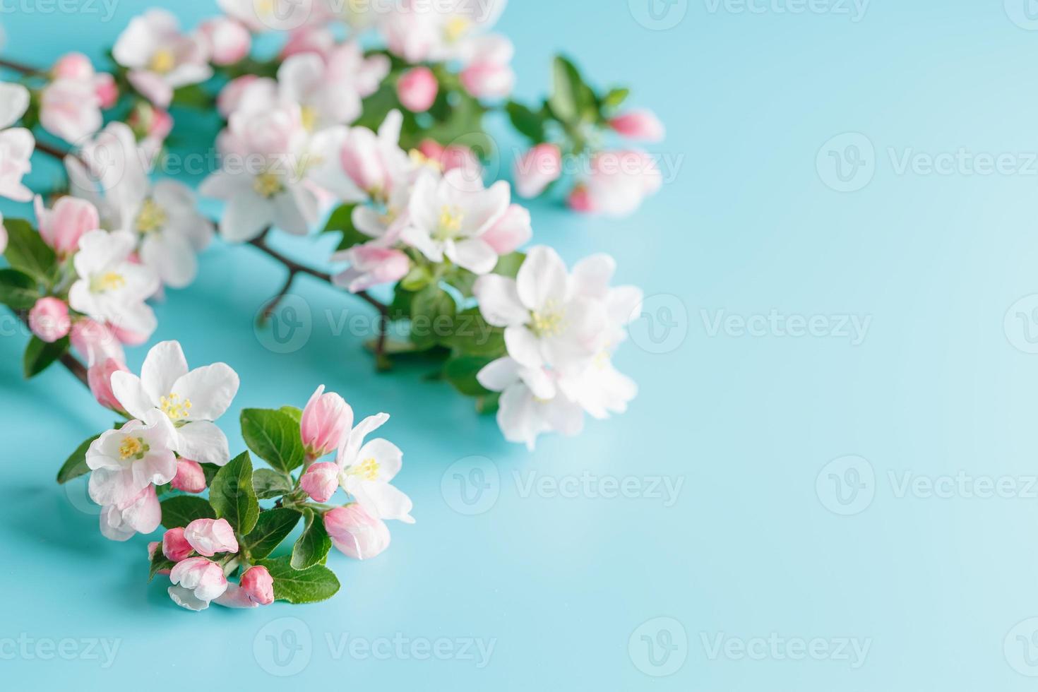 sakura de primavera floreciente sobre un fondo azul con espacio para un mensaje de saludo. el concepto de primavera y día de la madre. hermosas y delicadas flores de cerezo rosa en primavera foto
