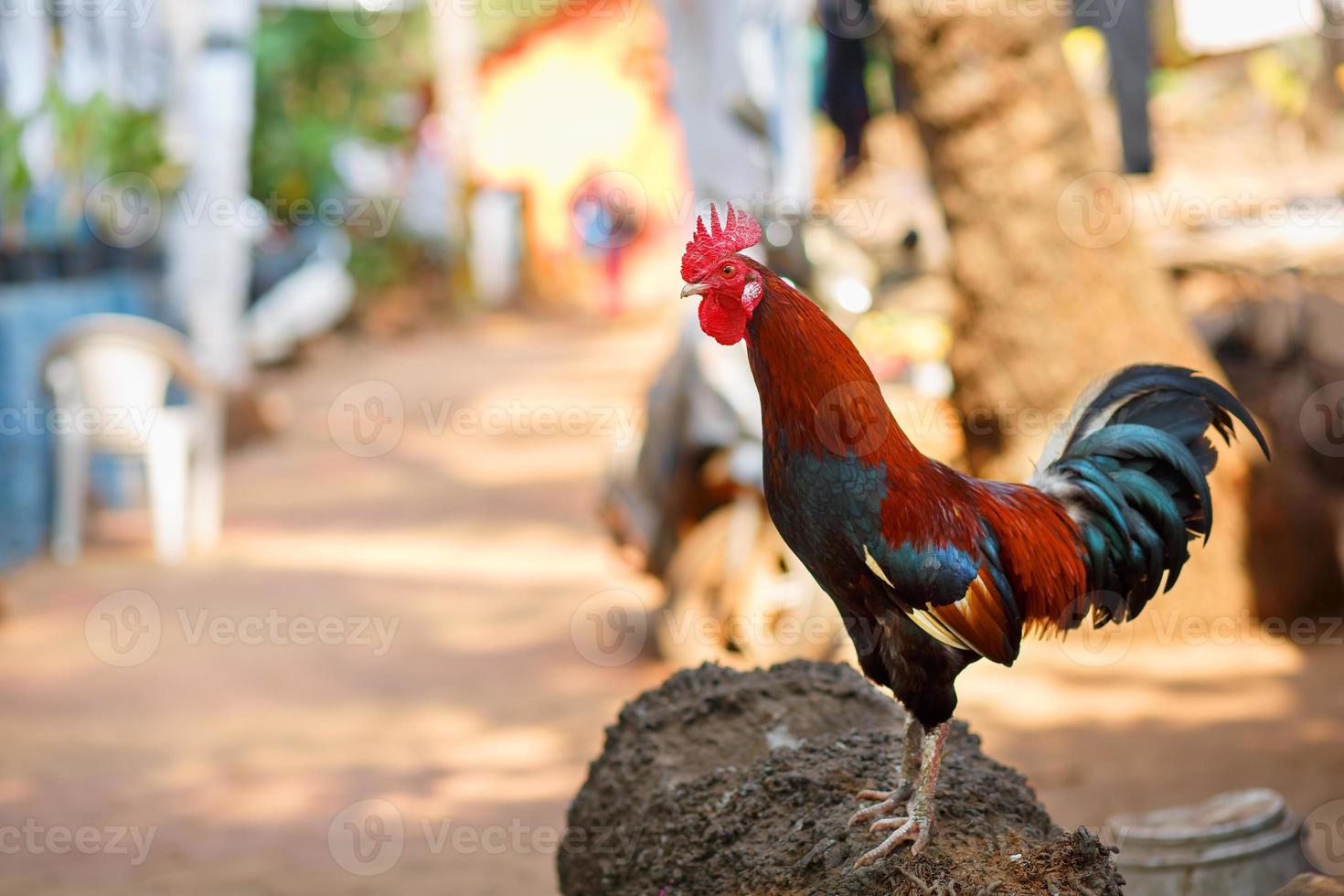 Beautiful rooster with a red crest. Multicolored feathers. Screams crows photo