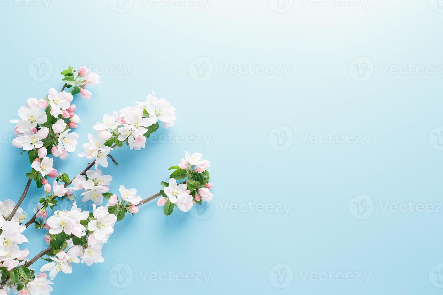 sakura de primavera floreciente sobre un fondo azul con espacio para un mensaje de saludo. el concepto de primavera y día de la madre. hermosas y delicadas flores de cerezo rosa en primavera foto