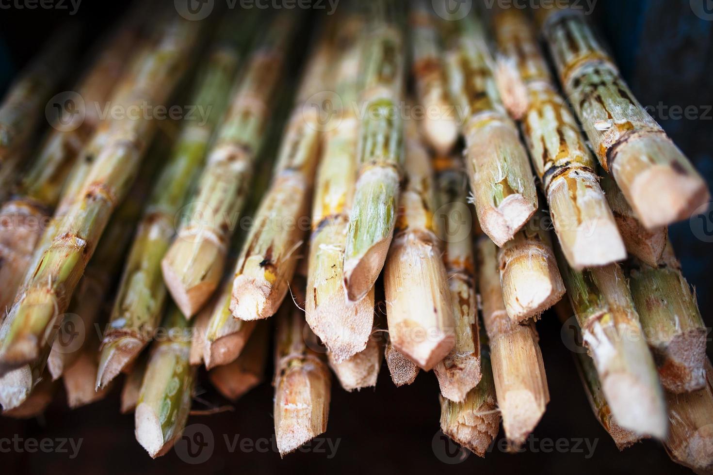 Sugar cane is a large pile before squeezing a sugar drink. Stack of branches close up photo