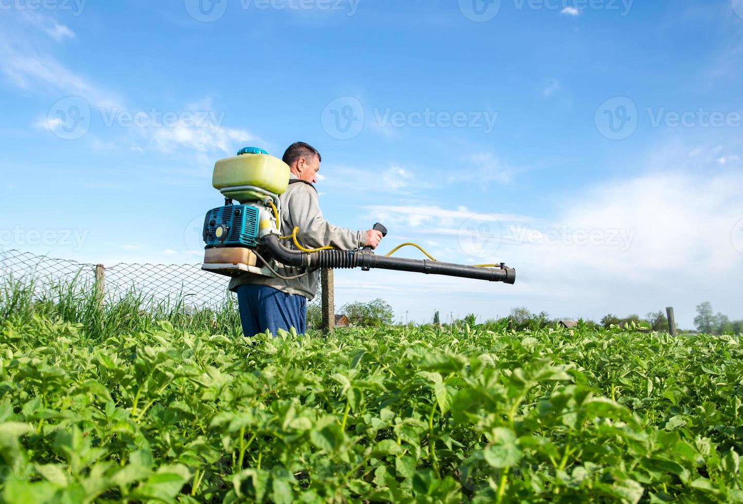 Male farmer with a mist sprayer processes potato bushes with chemicals