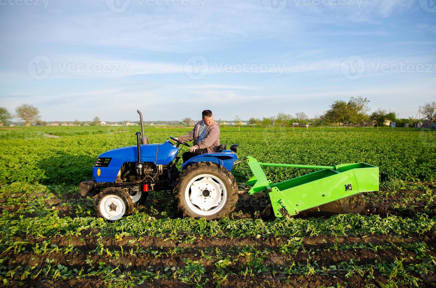 un tractor con una unidad de excavación desentierra vegetales terrestres. el uso de tecnología moderna en la finca. liberación de las personas del trabajo pesado de la tierra. agricultura y tierras de cultivo. campo. la producción de alimentos foto