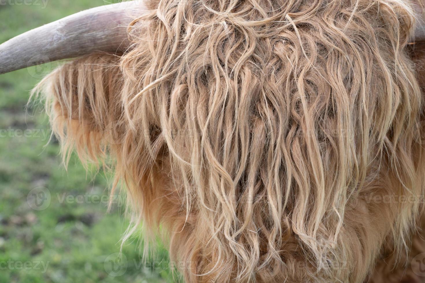 primer plano y detalle de la cabeza peluda de un ganado de las tierras altas. el cabello castaño es largo y cubre los ojos. foto
