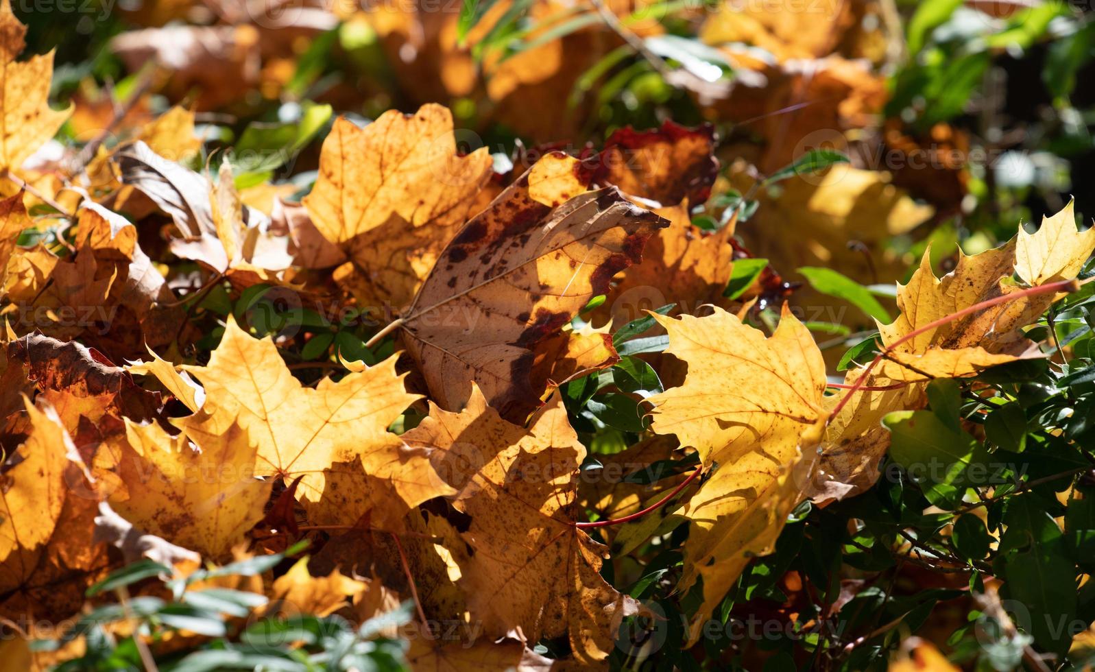 Colorful autumn leaves lie on the green grass. The sun shines into the foliage from behind, making it glow. photo