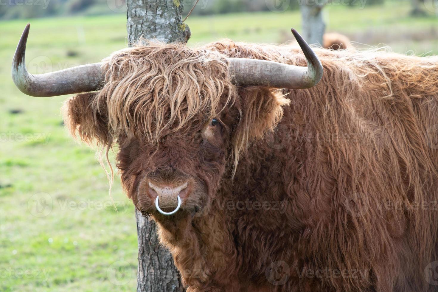 Close-up of a brown Galloway bull with a long coat and long horns, standing in front of a tree in a pasture. In the nose is a silver nose ring. photo