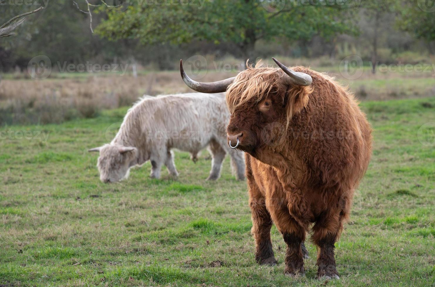 a brown Galloway bull with a long coat, horns and a nose ring stands in a green pasture in front of a white cattle. photo