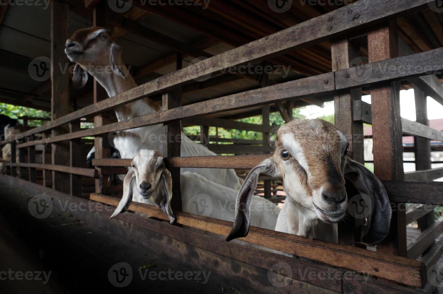 Two cute small goatlings with goat on goat farm. photo