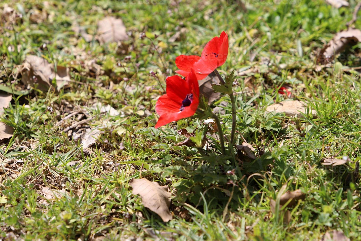 Anemone blooms in a clearing in a city park. photo