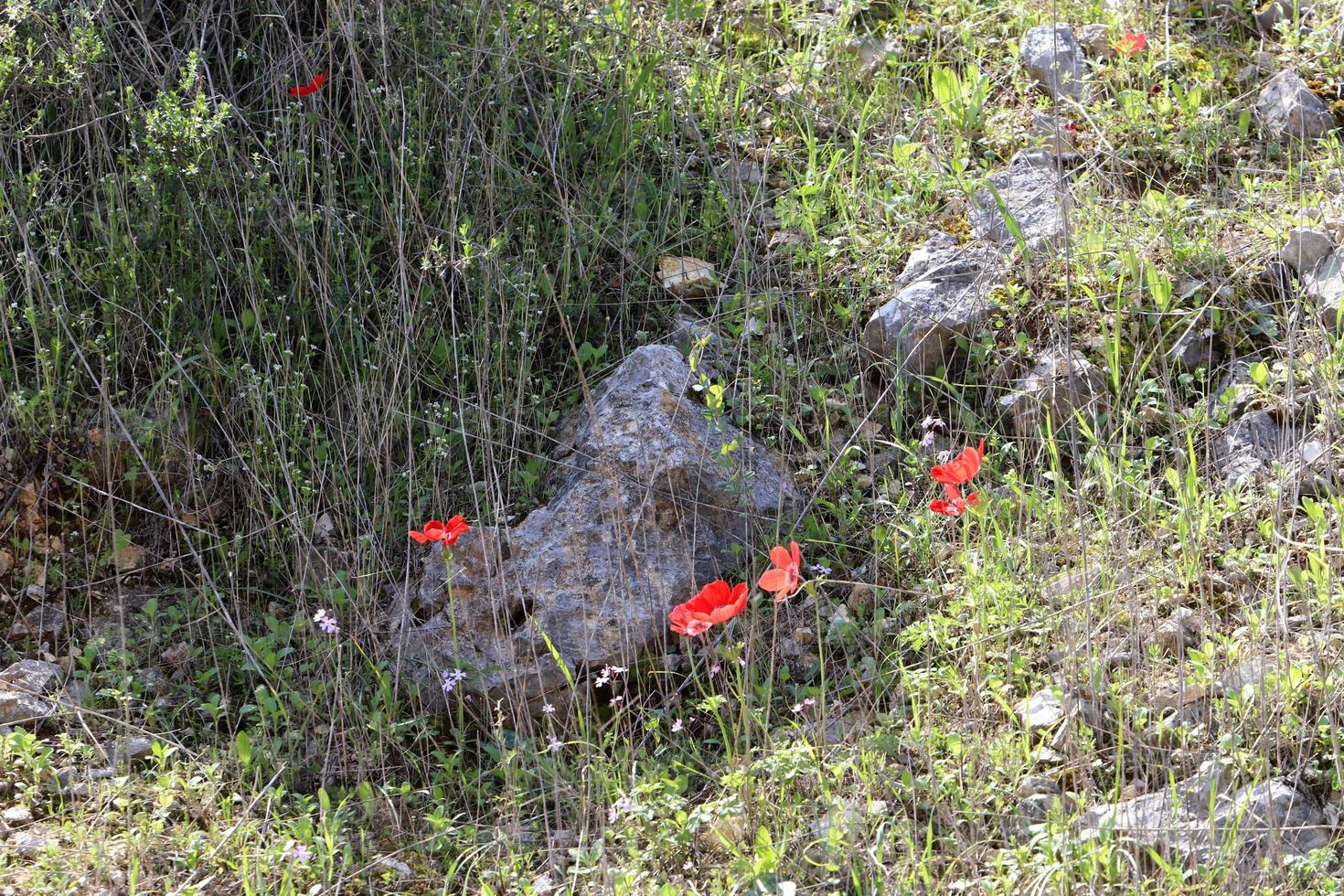 Anemone blooms in a clearing in a city park. photo