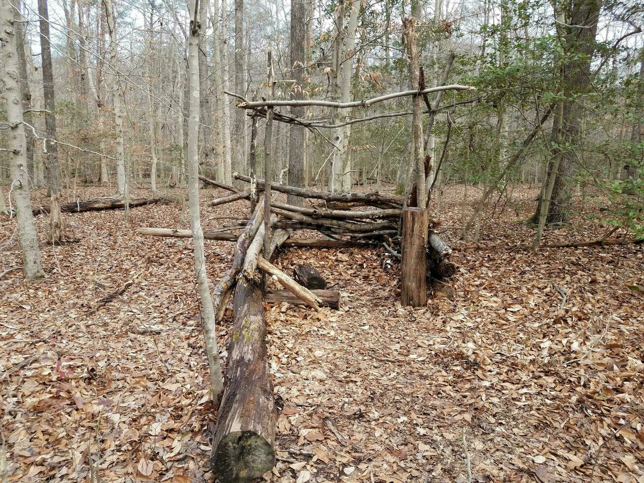 small structure or fort made out of sticks in the forest photo