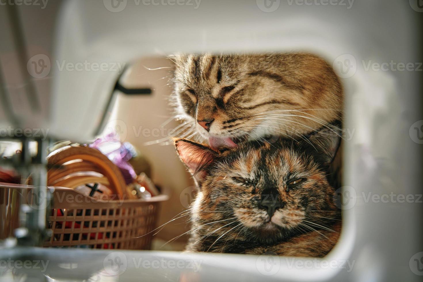 Fluffy cat licks small kitten with its tongue. photo