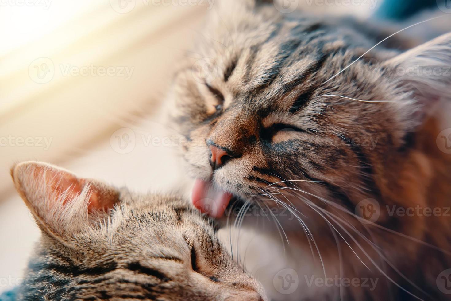 gato mullido lava gato atigrado con su lengua. foto