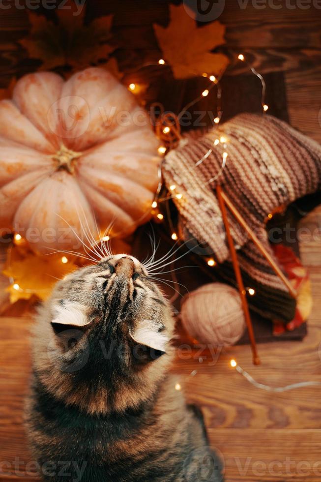 Fluffy cat, pumpkin and knitted colored scarf, fall leaves with bright garland photo