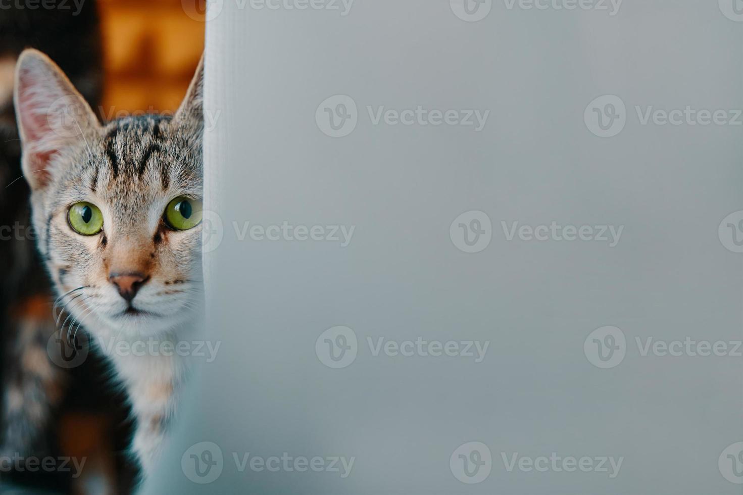 Domestic cat look at camera. photo