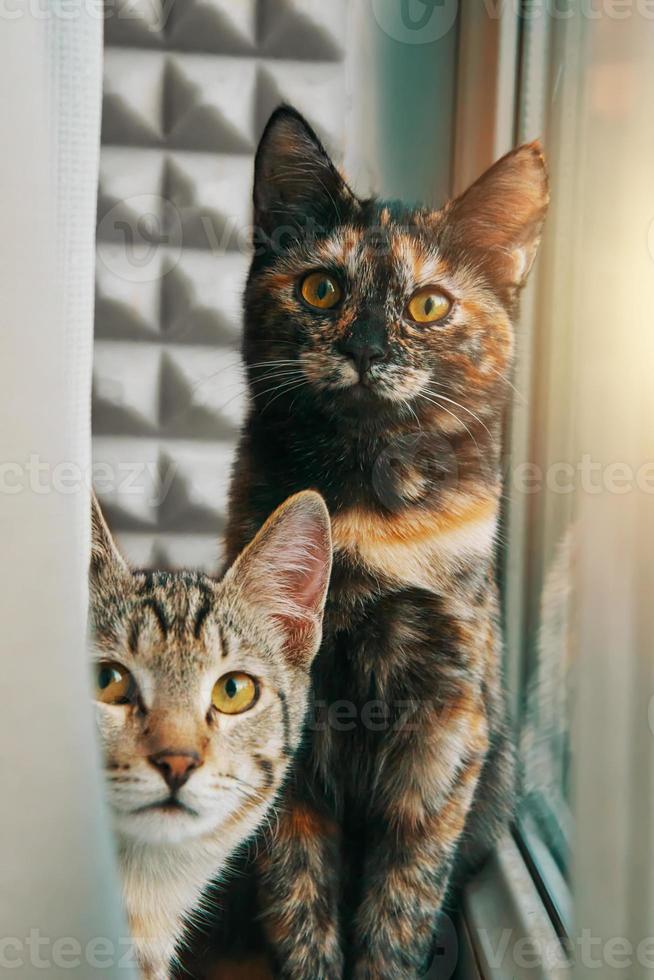 Two domestic cats look at camera. photo