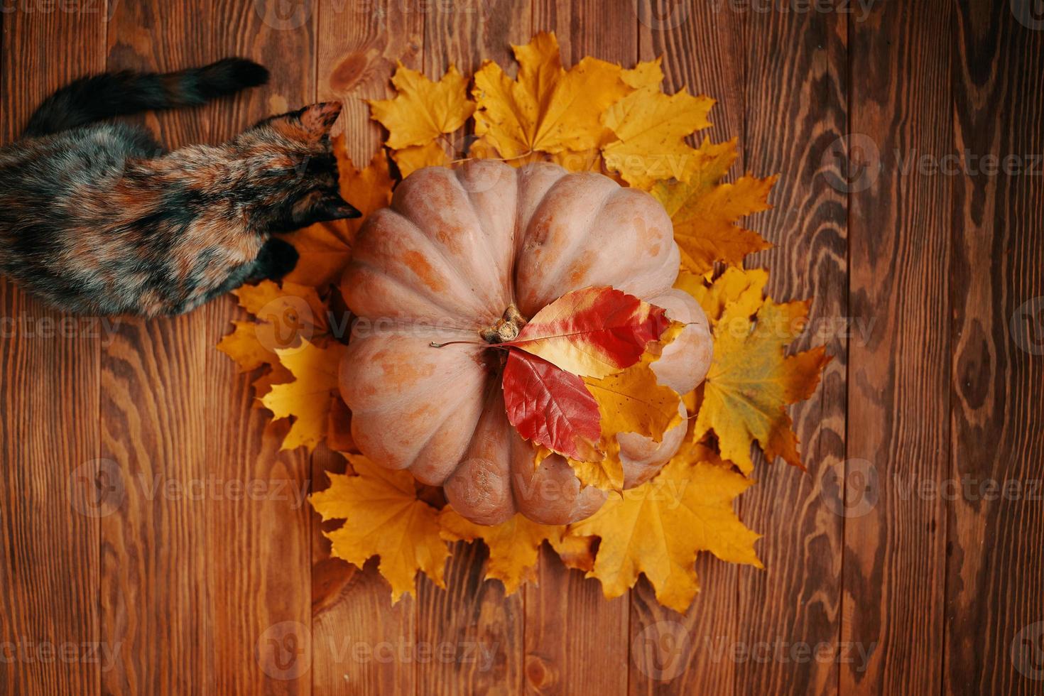 Large pumpkin and a colorful curious cat. photo