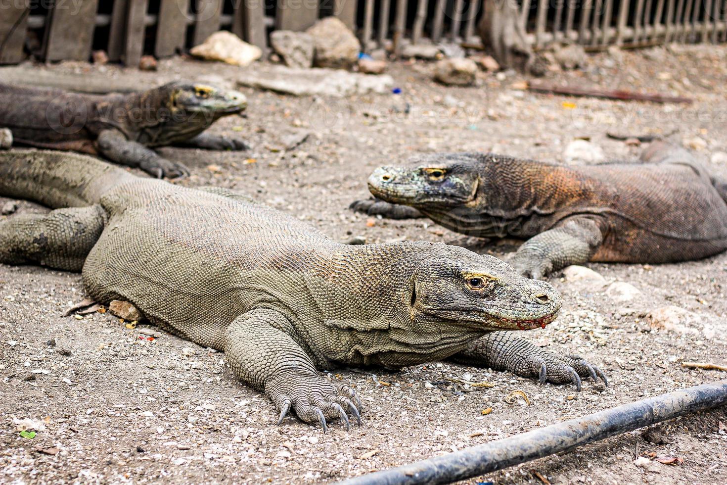 Komodo dragon is on the ground. Interesting perspective. The low point shooting. Indonesia. Komodo National Park. photo