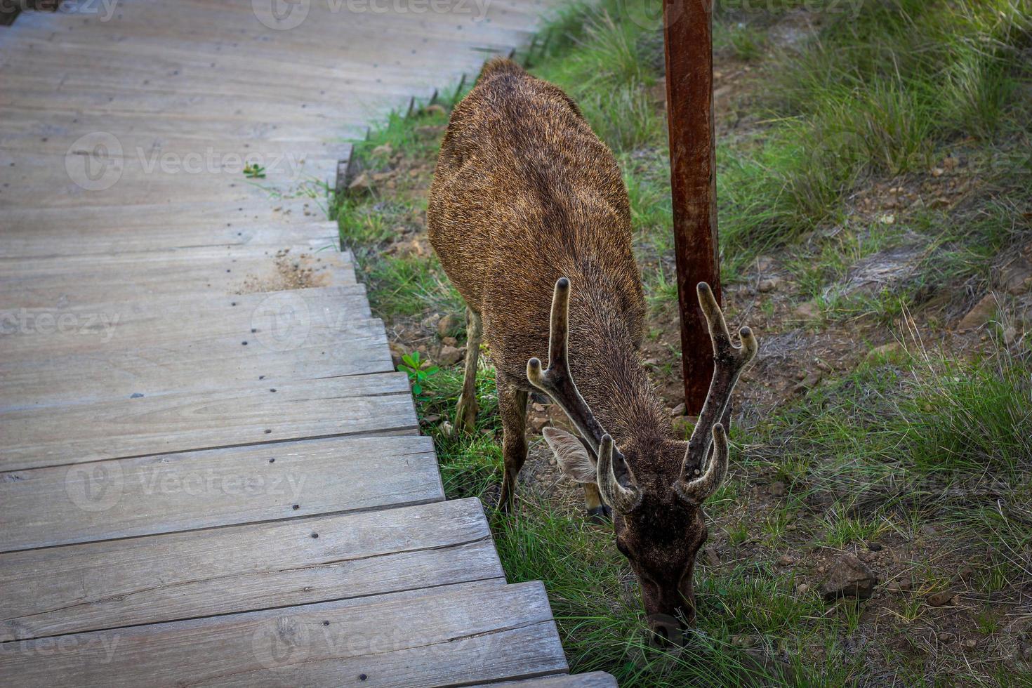 Deer in the woods. A young moose with a growing horn is looking for food and roaming around the Jungle. photo