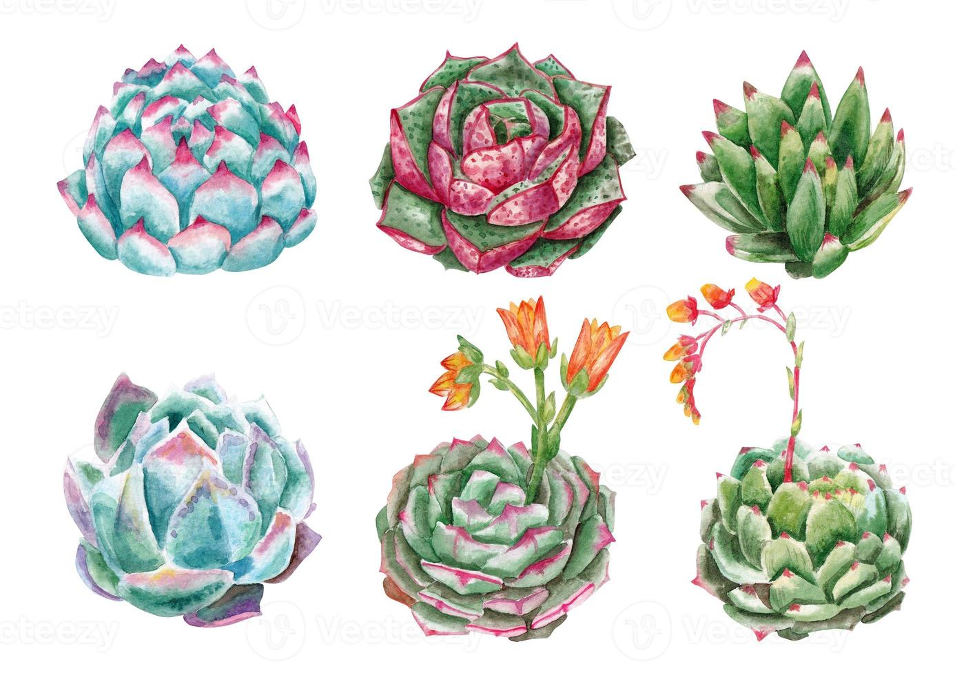 set of different succulents, watercolor painting, isolated on white background photo