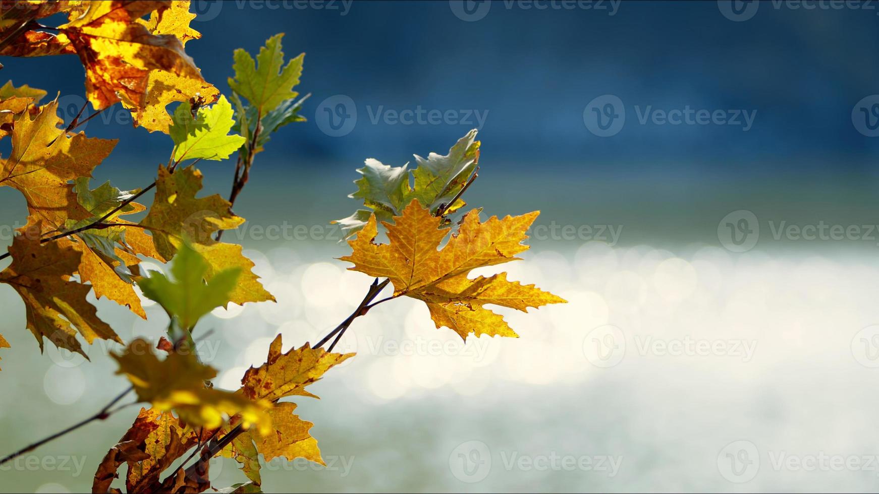 hermosa temporada de otoño natural hojas secas marrones románticas foto