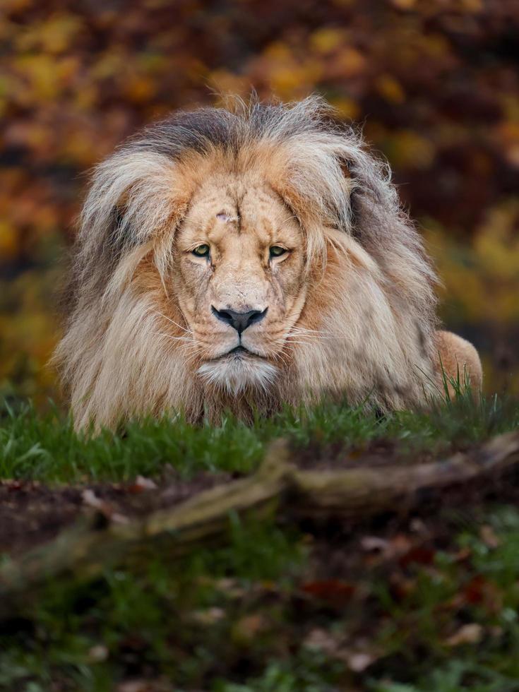 Portrait of Lion photo
