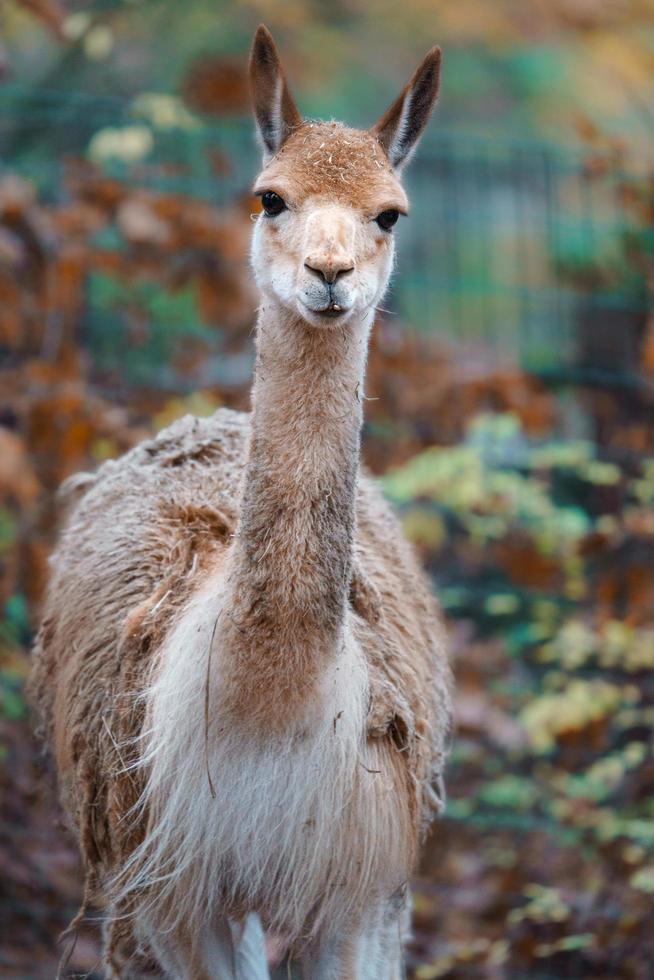 retrato de vicuña foto