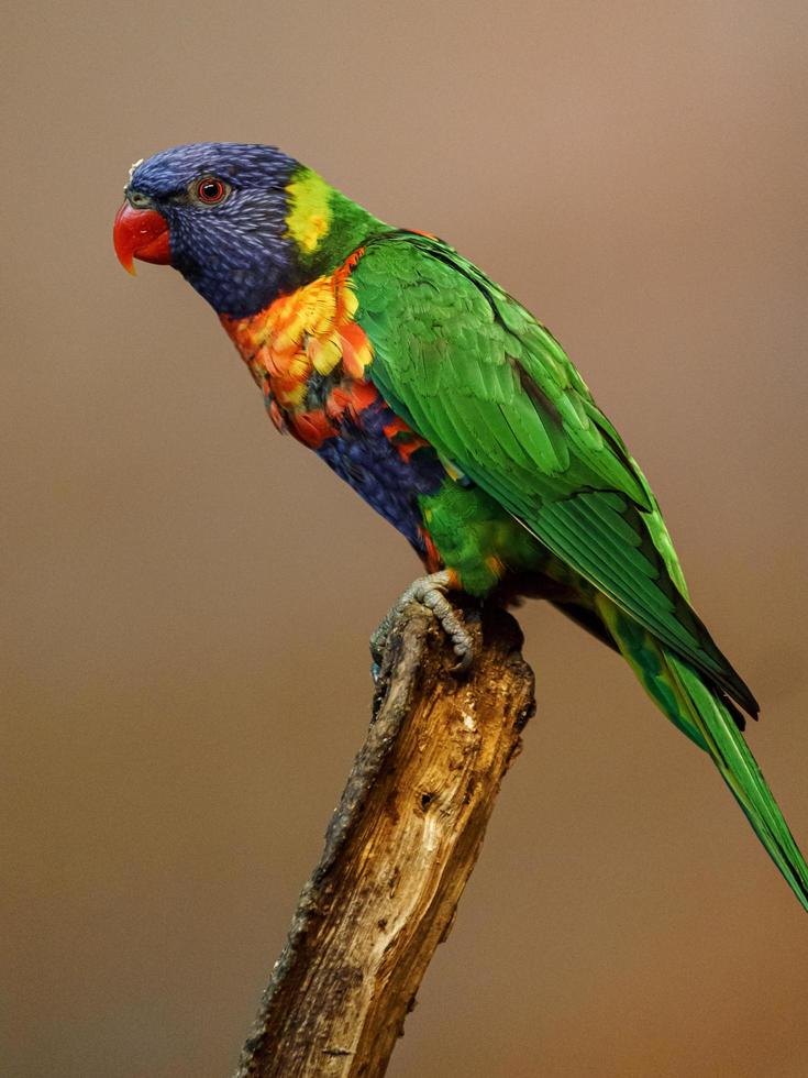 loro arcoiris en rama foto