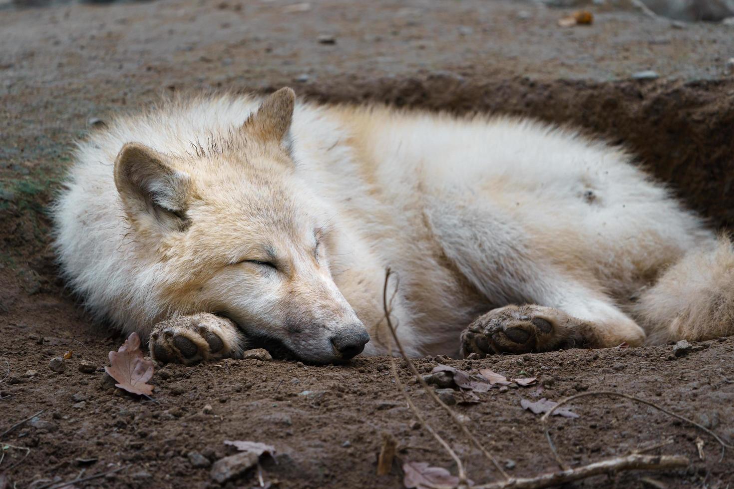 Arctic wolf sleeping 14261500 Stock Photo at Vecteezy