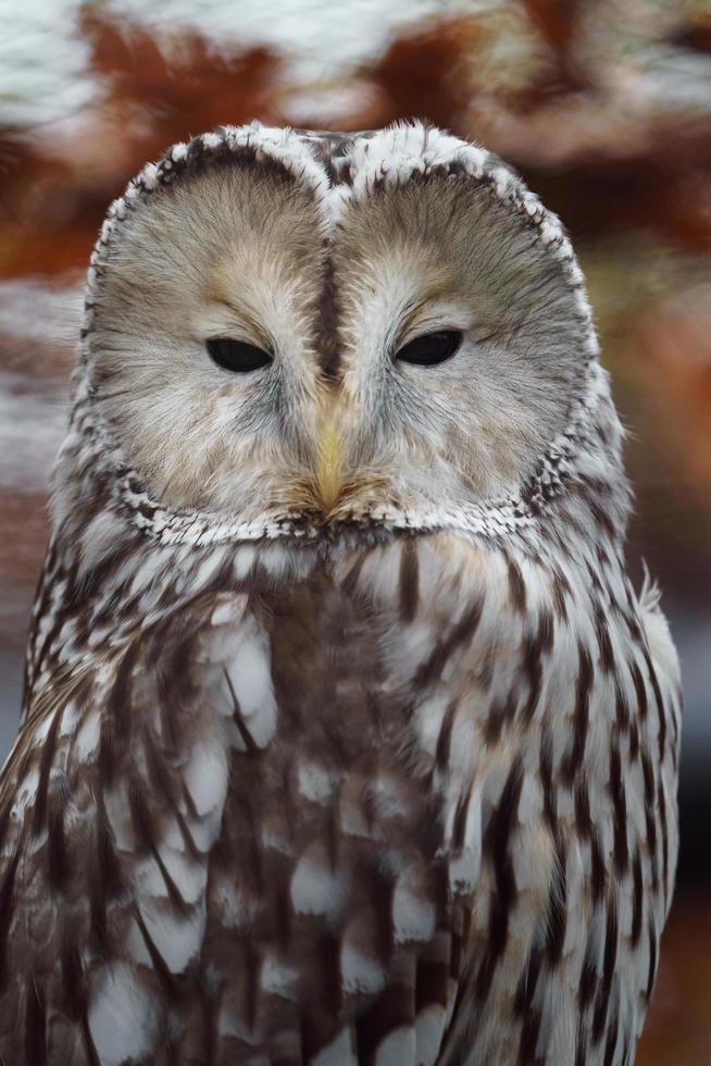 Ural owl portrait photo