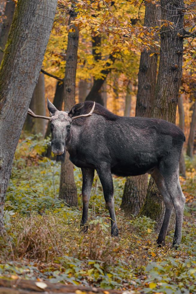 Moose in autumn photo