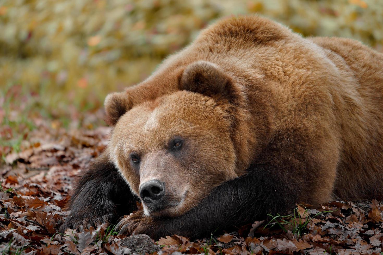 kamchatka oso pardo foto