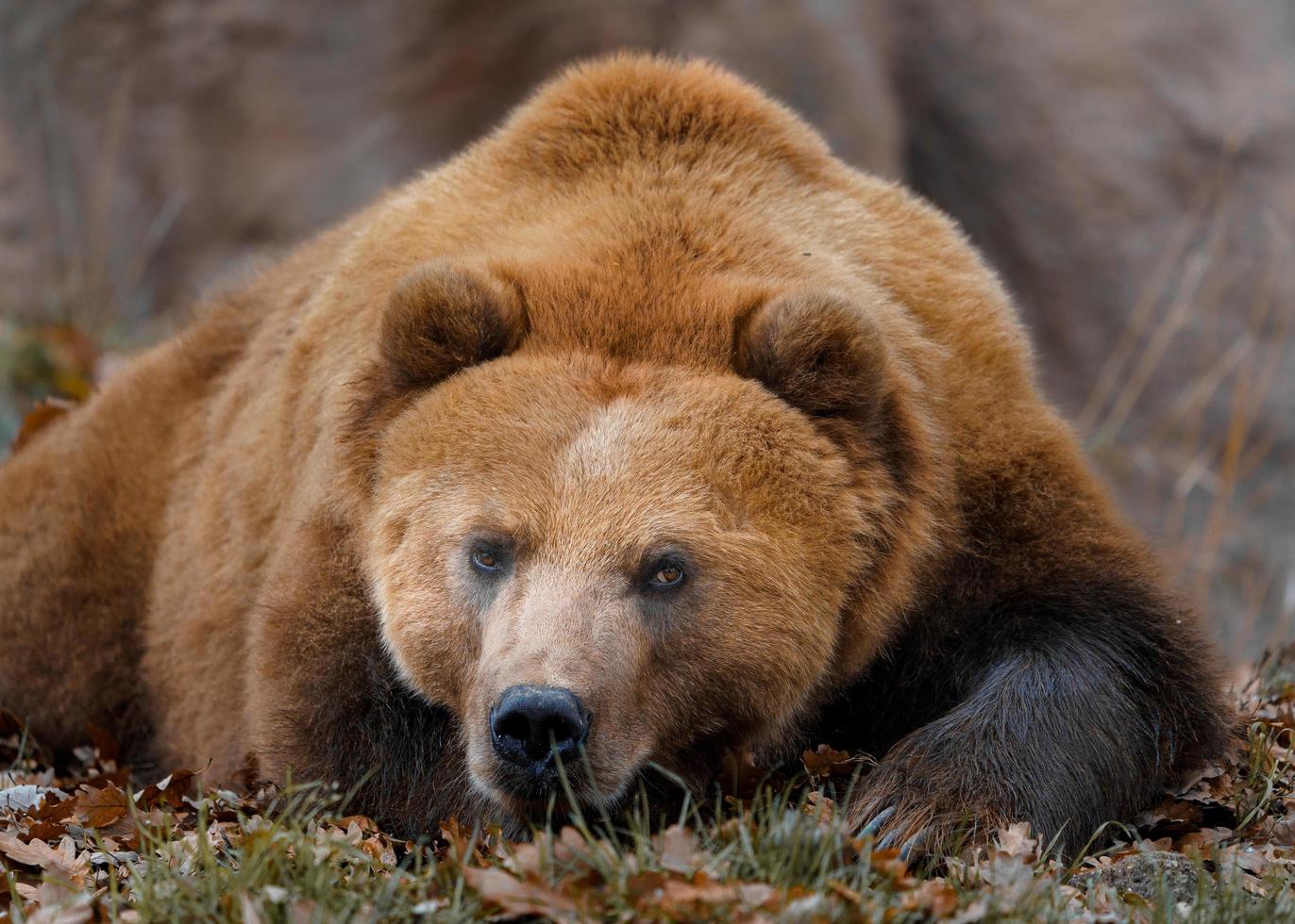 Kamchatka brown bear photo