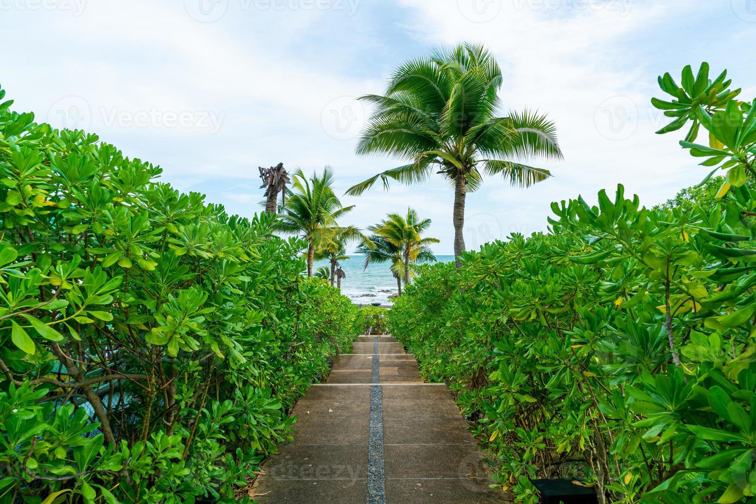 walk way with coconut palm tree and sea background photo