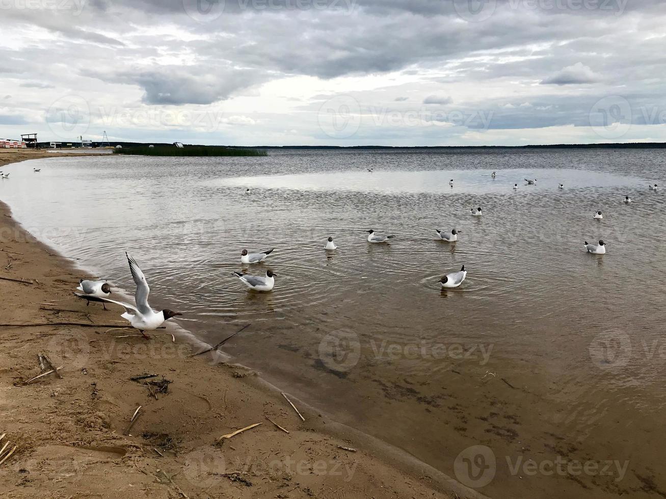 Large white birds gulls on the sandy beach of the river bank, the lake is floating in the water photo