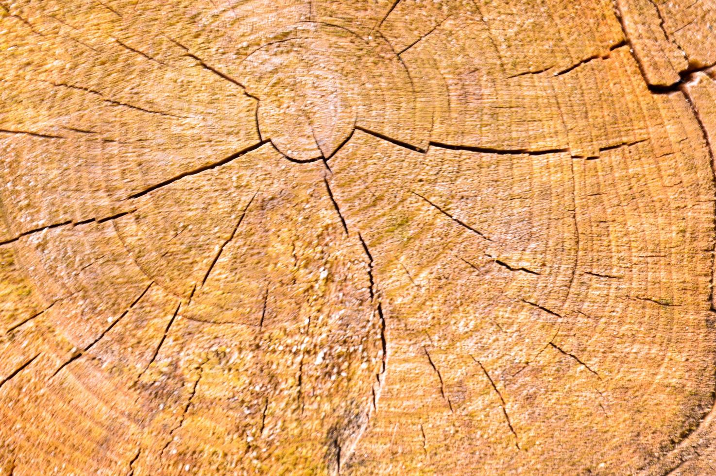 The texture of the wooden sawn log round in the section of the natural with the cracks and the textured yellow brown. The background photo