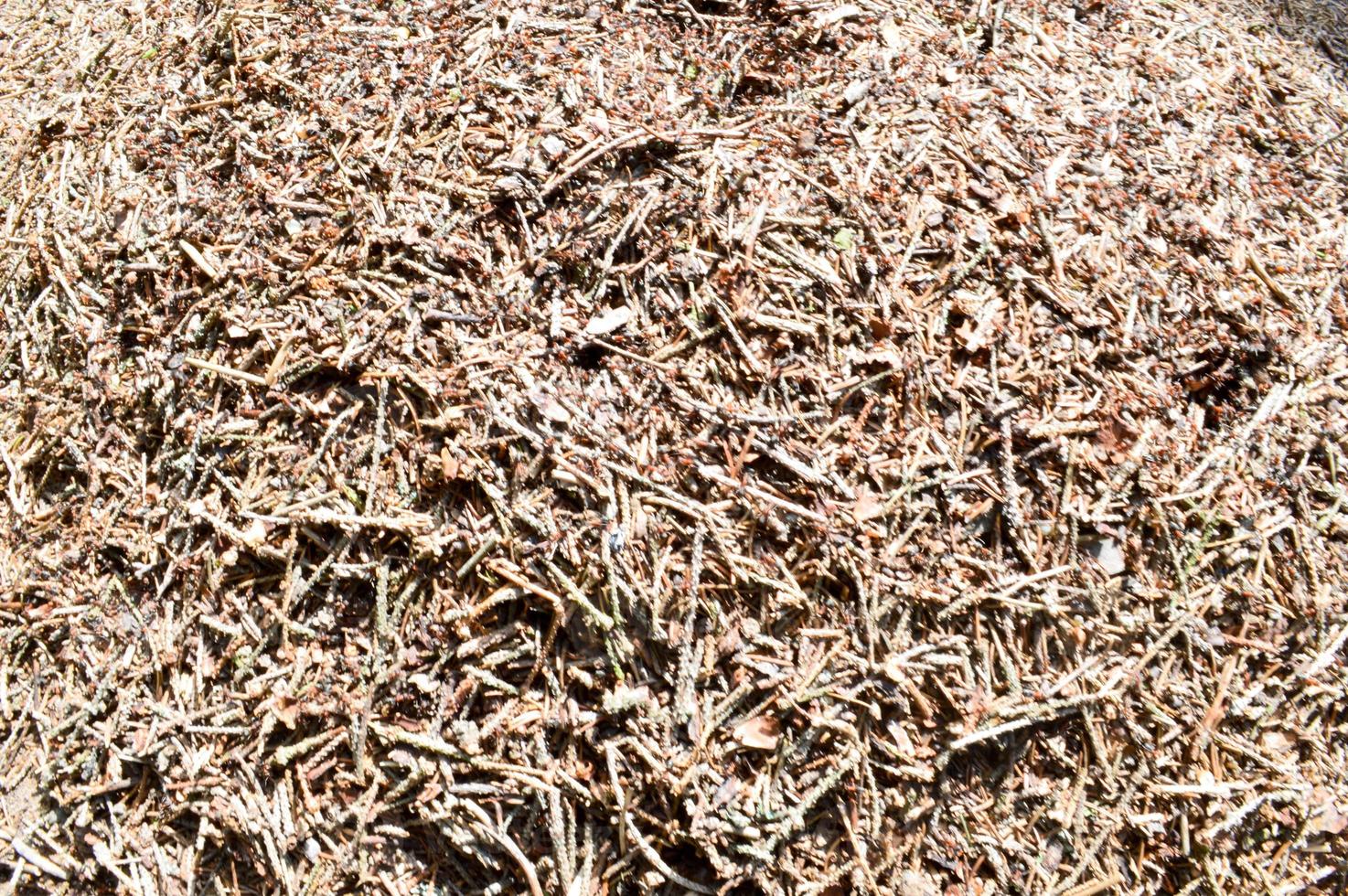The texture of a brown natural forest anthill with ants a lot of small insects in the forest. The background photo