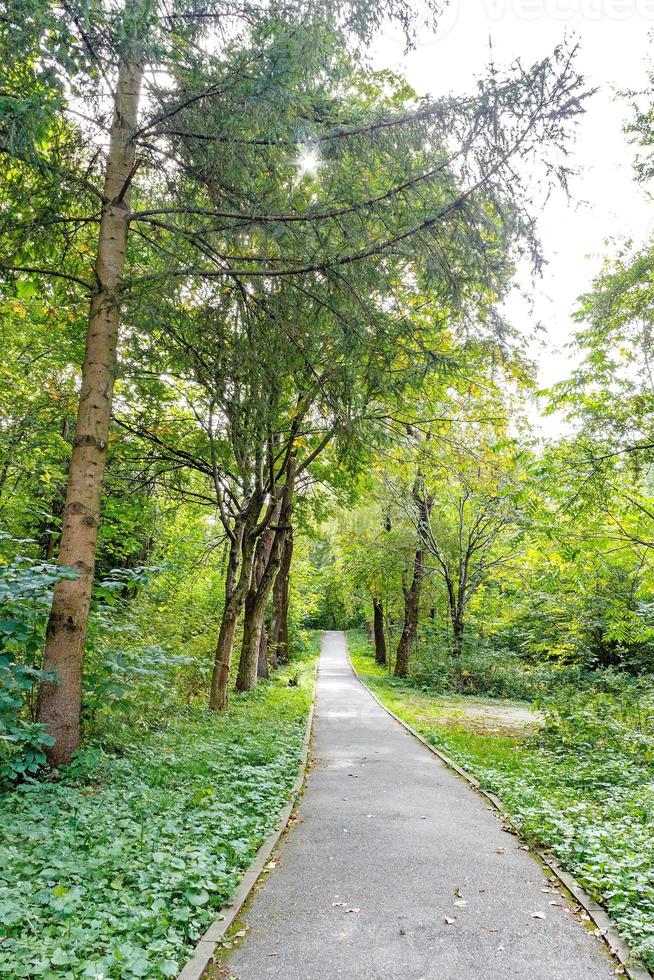 Beautiful Green Forest In Summer. Countryside Road, Path, Way, Lane, Pathway On Sunny Day In Spring Forest photo