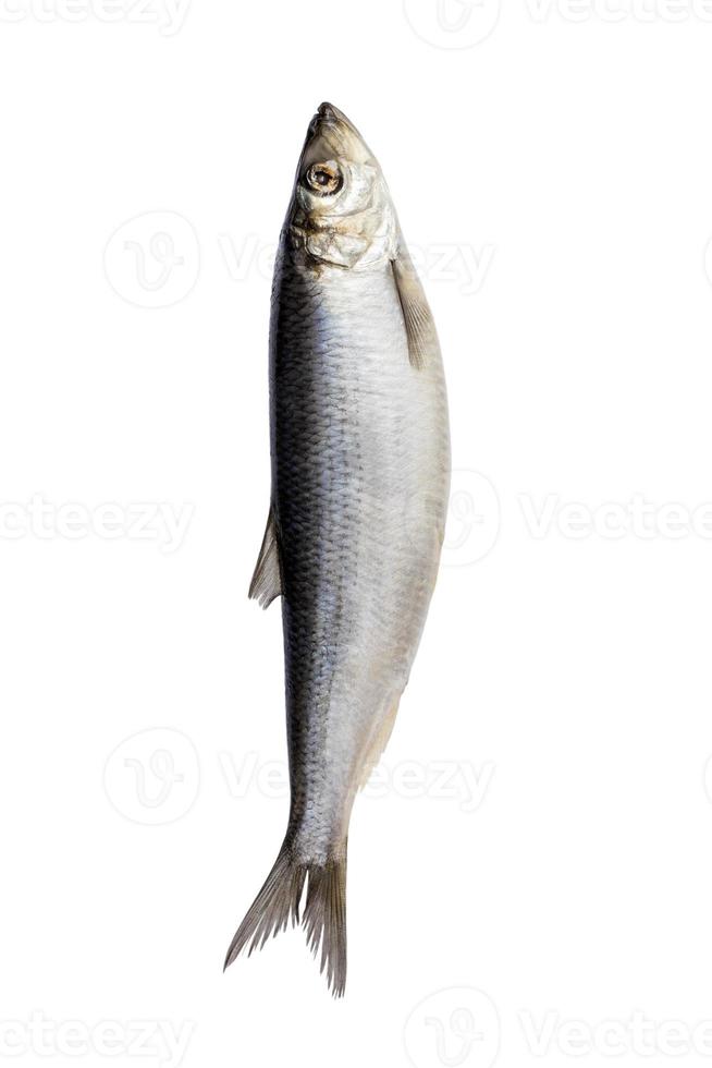Herring fish isolated on white background. Fresh Herring fish 14262799