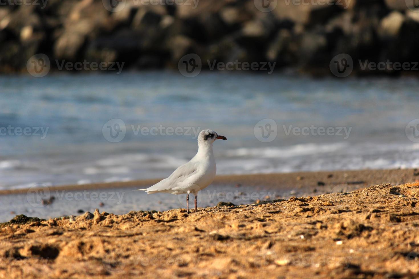 seagulls on beach sand photo