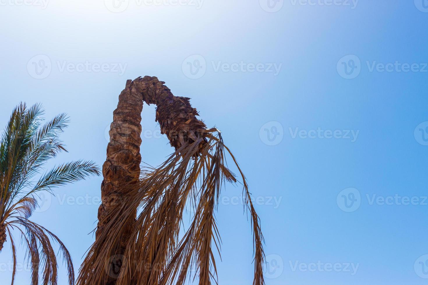 Dead palm tree, dry dead palm leaves with blue vibrant sky photo