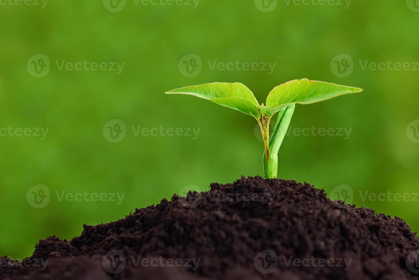 Young plant growing from soil, closeup. Ecology and plant care. New life concept photo