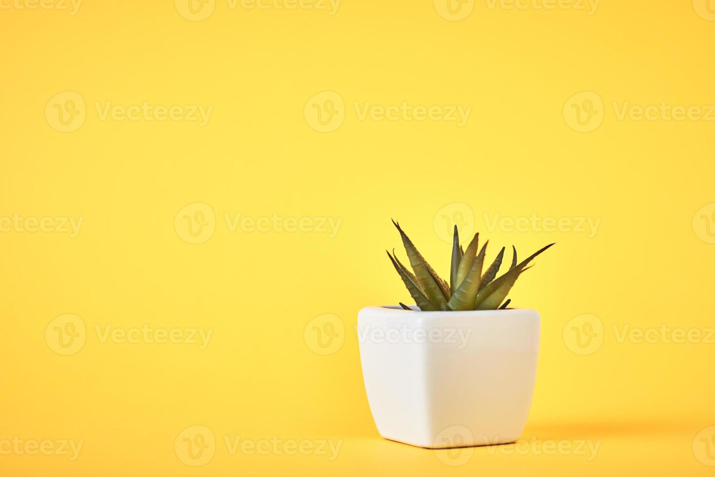 Succulent plant in white pot on the yellow background photo