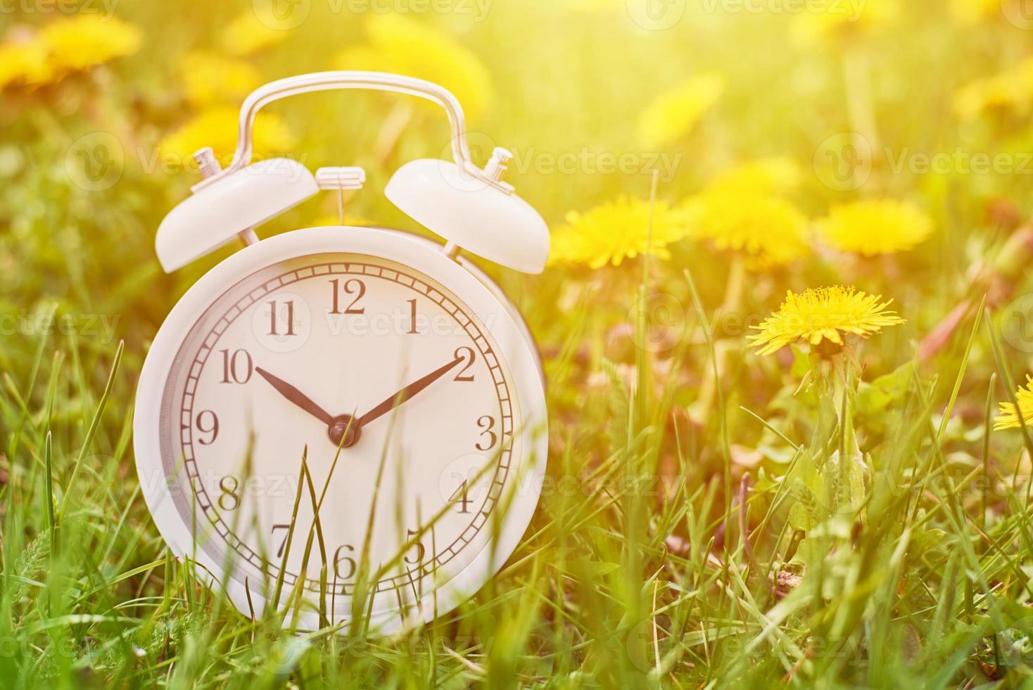 White vintage alarm clock in the grass with dandelion flowers. photo