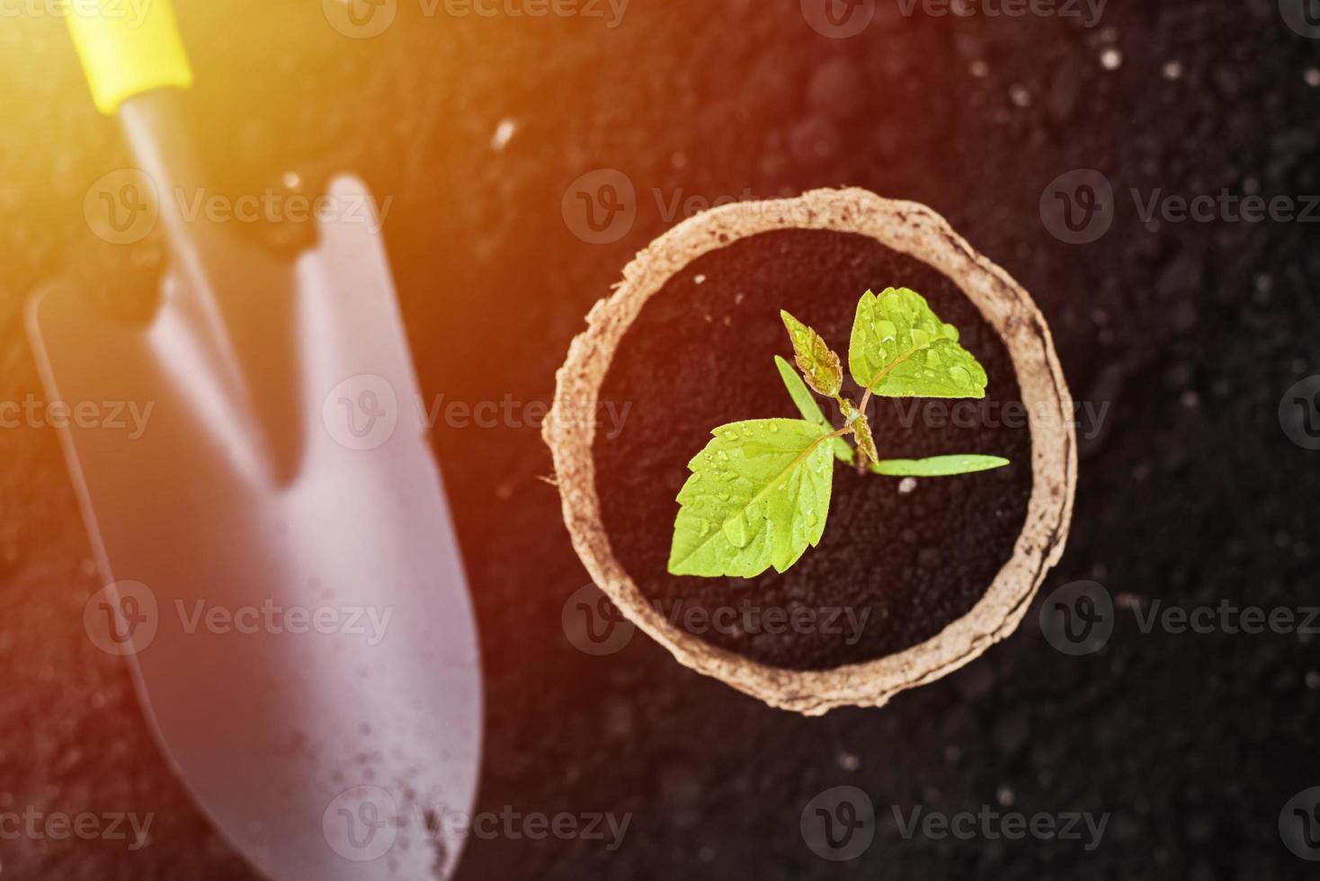 Plant in pot and small shovel on soil background, top view photo