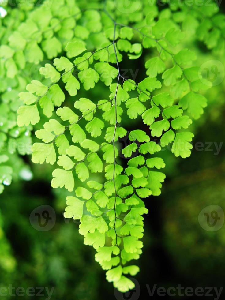 green background leafes and rainforest plants mountain photo