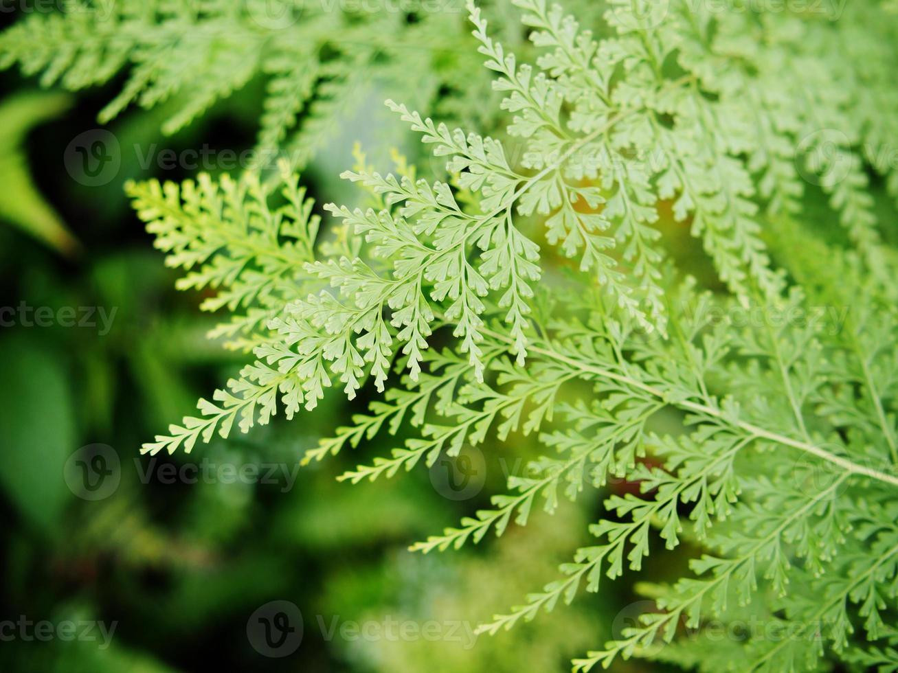 green background leafes and rainforest plants mountain photo