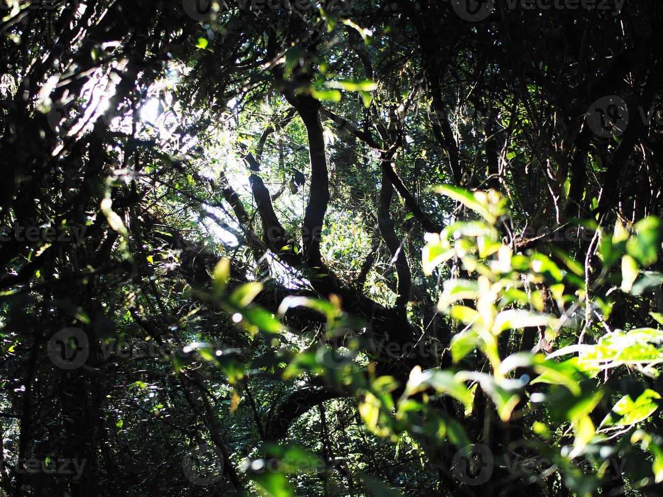 flor que florece en el jardín voló foto