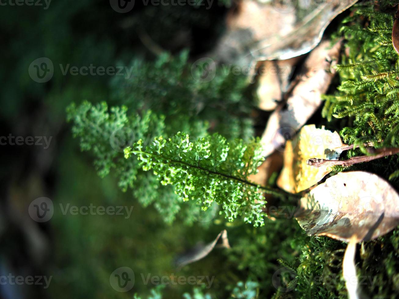 green background leafes and rainforest plants mountain photo